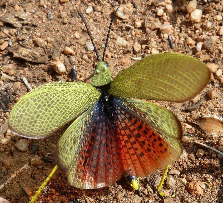 Plancia ëd Phymateus (Phymateus) viridipes Stål 1873