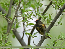 Image of Fire-fronted Serin