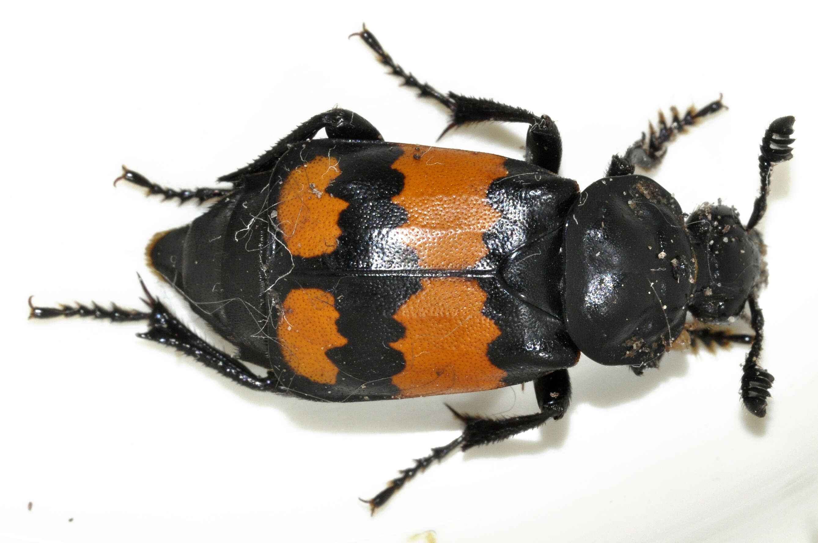 Image of Boreal Carrion Beetle