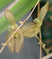 Image of Acianthera octophrys (Rchb. fil.) Pridgeon & M. W. Chase