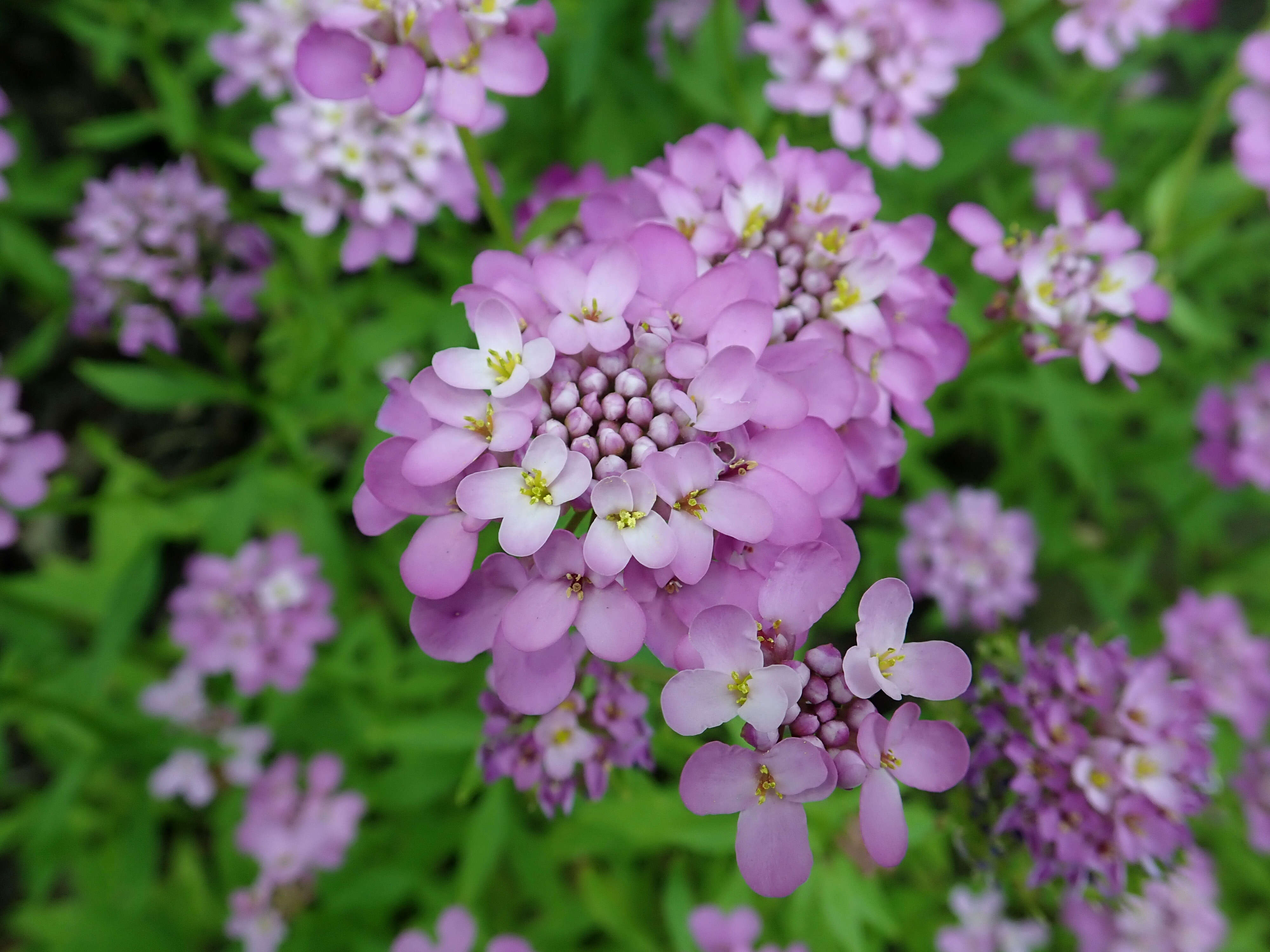 Plancia ëd Iberis umbellata L.