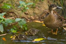 Image of Grey Duck