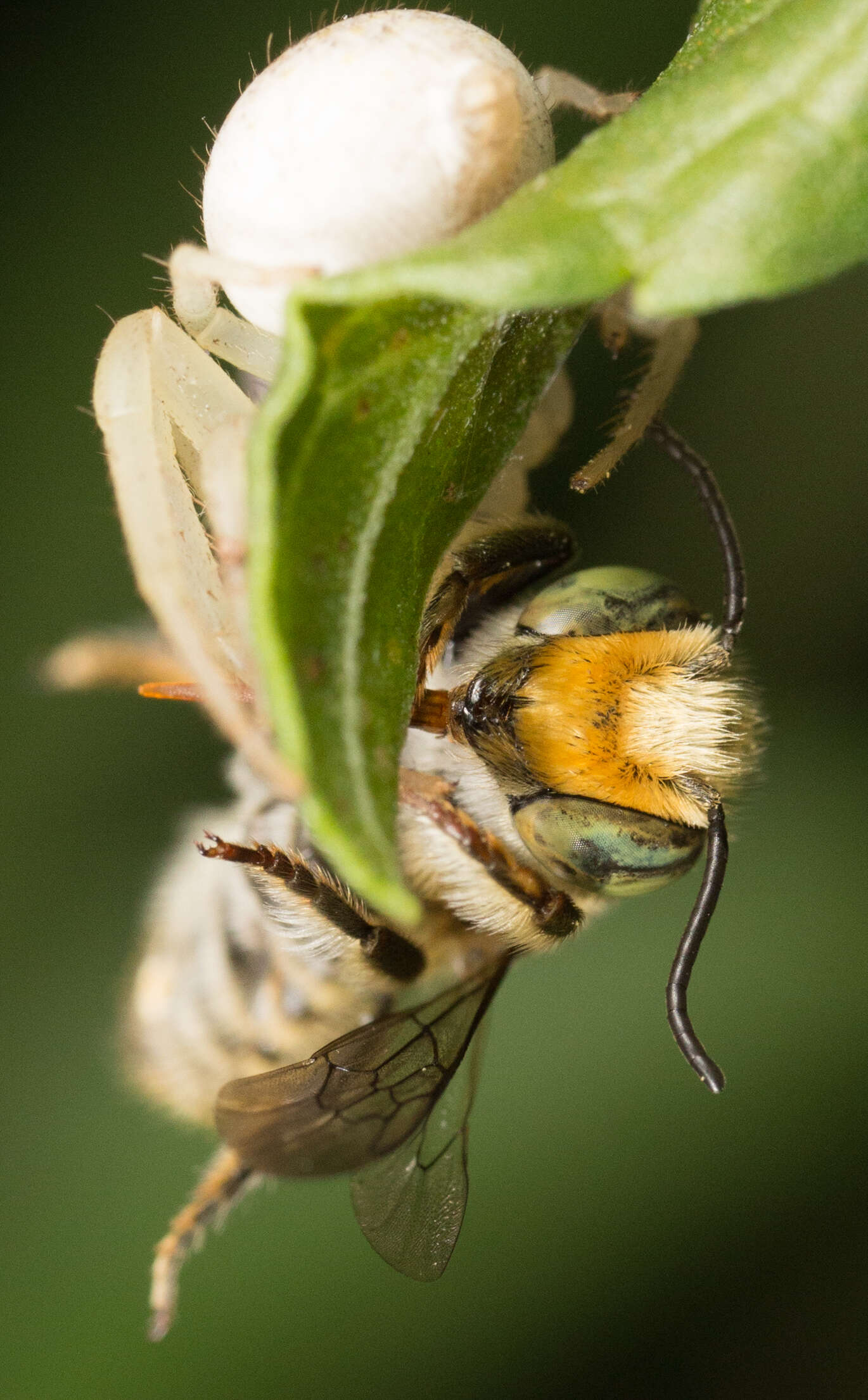 Image of Alfalfa Leafcutter Bee