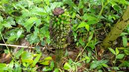 Image of Amorphophallus sylvaticus (Roxb.) Kunth