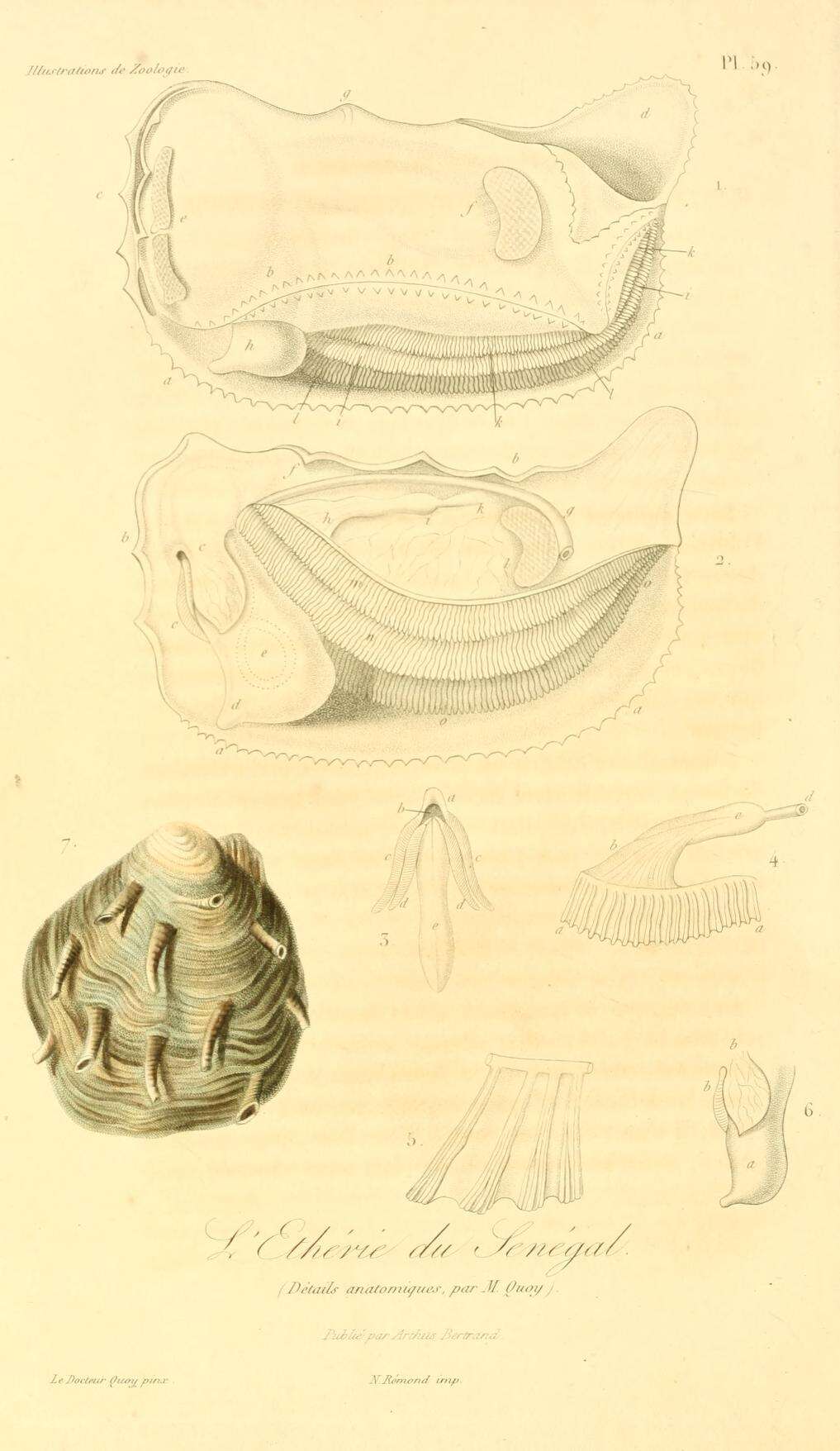 Image de Etheria elliptica Lamarck 1807
