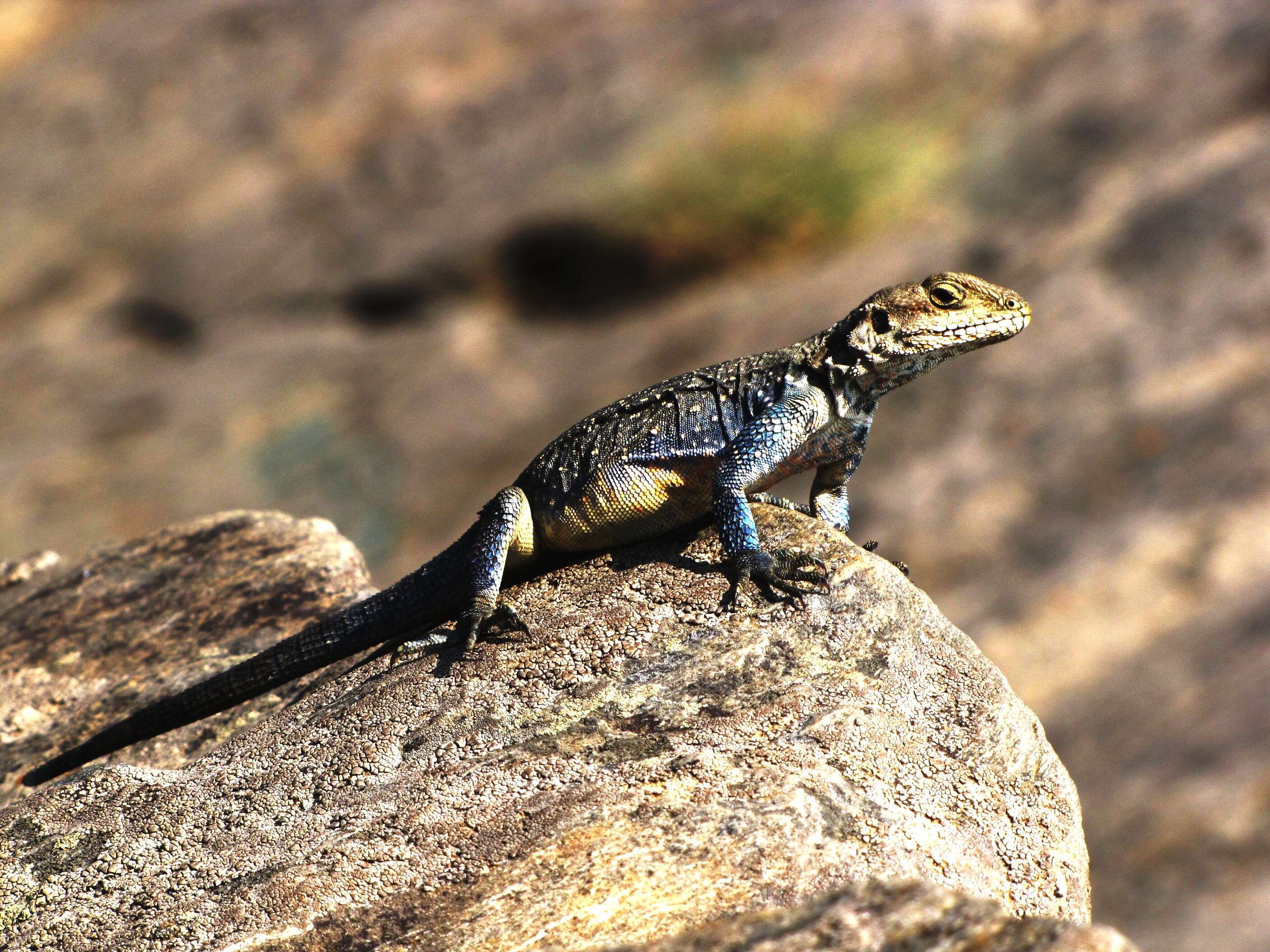 Image of Kashmir Rock Agama