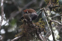 Image of Streak-throated Barwing