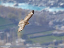 Imagem de Buteo burmanicus Hume 1875