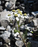 Achillea atrata L. resmi