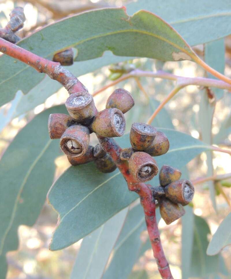 Image of Eucalyptus nortonii (Blakely) L. A. S. Johnson