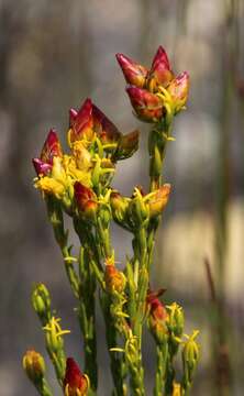 Image of Leucadendron olens I. Williams