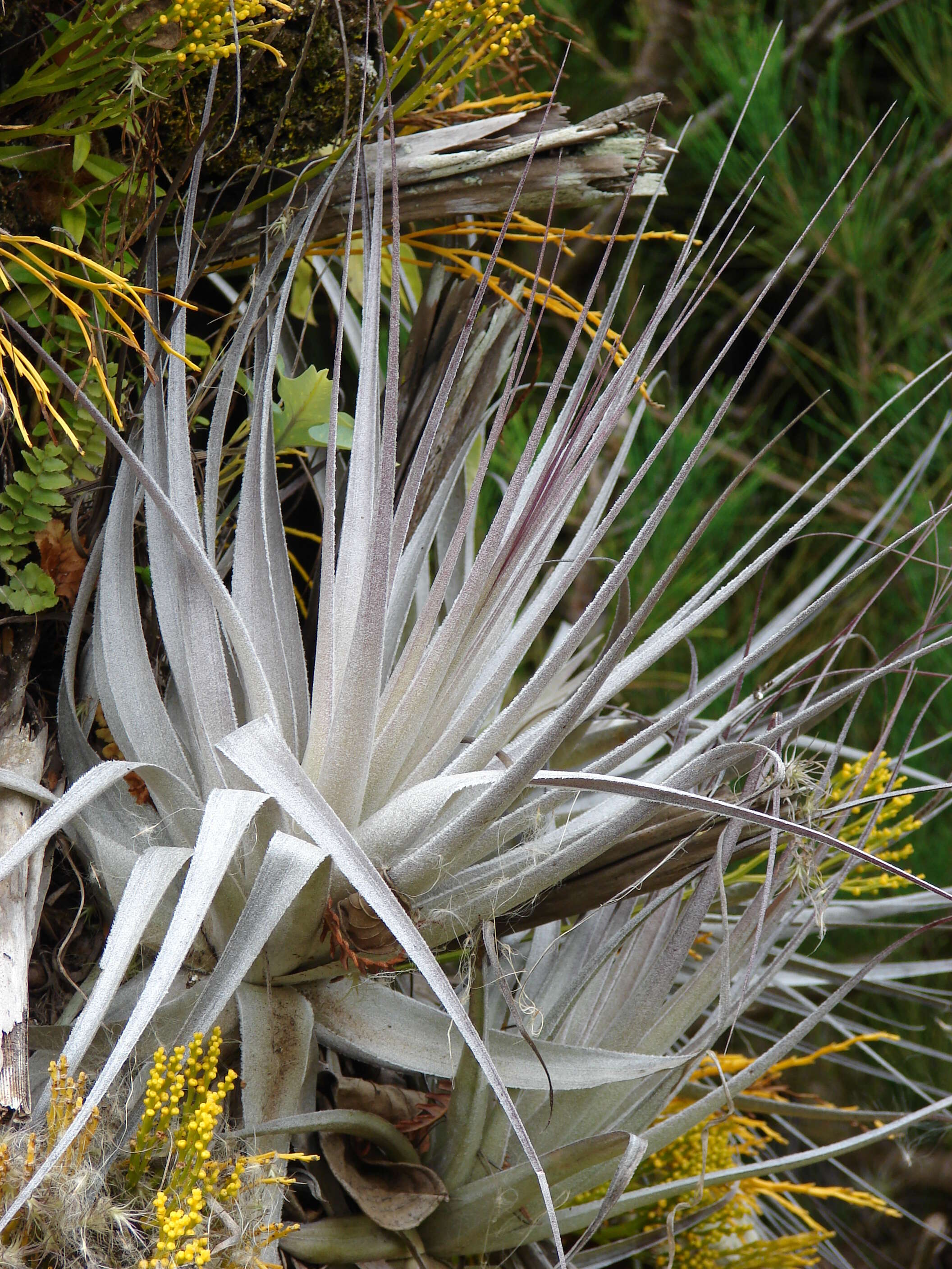 Image of Airplant