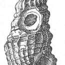 Image of Paradrillia alluaudi (Dautzenberg 1932)