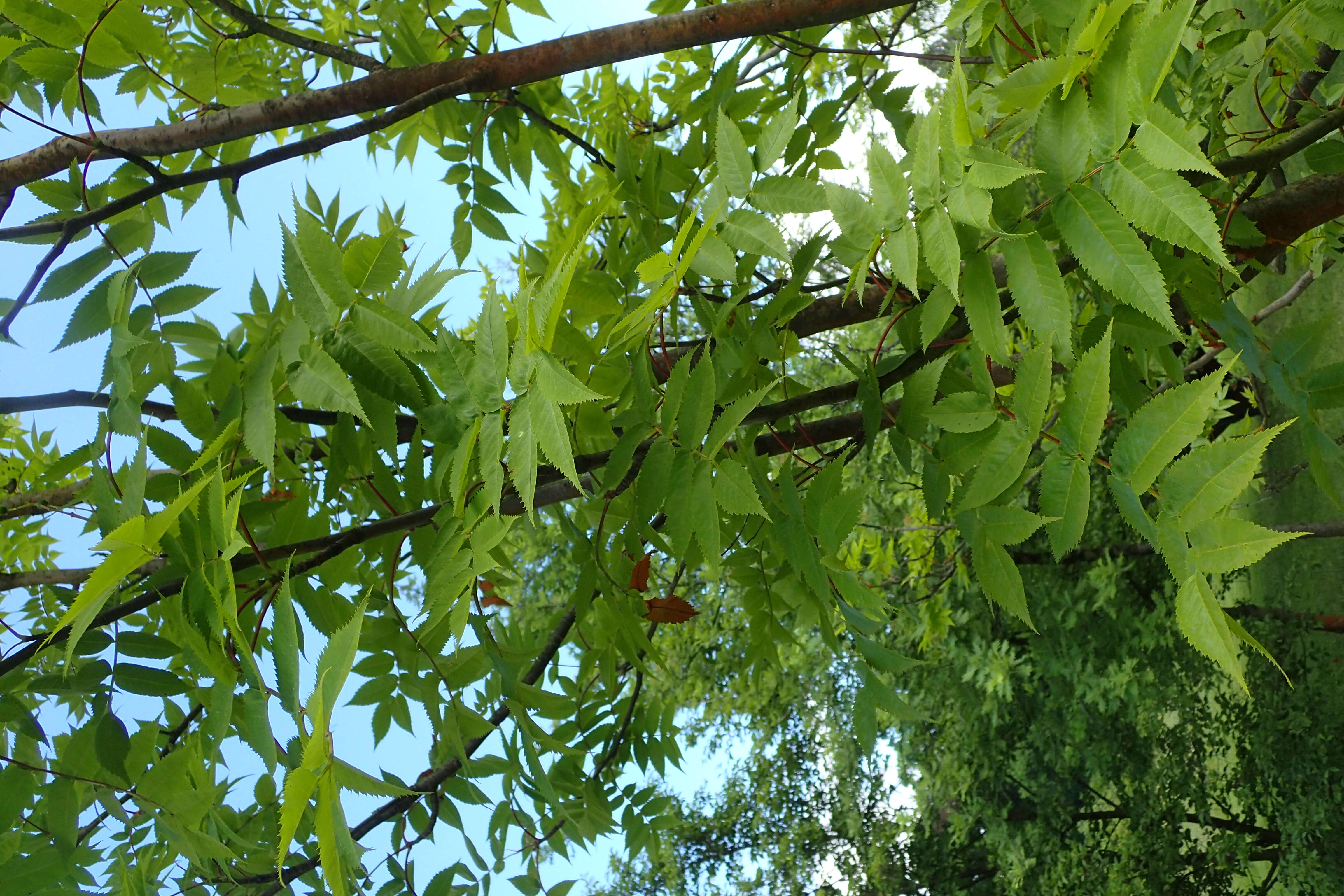 Image of Japanese Rowan