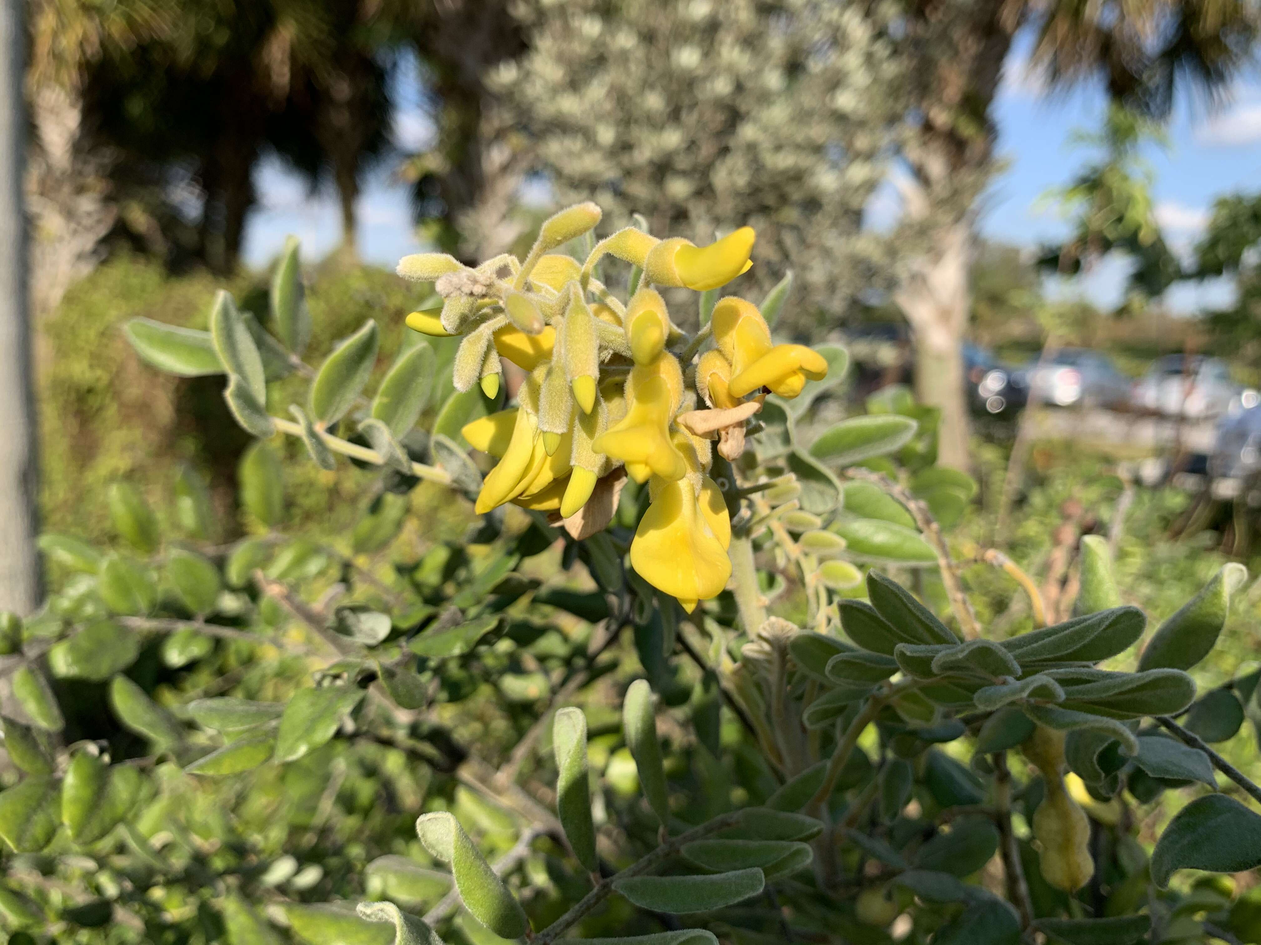 Image of yellow necklacepod