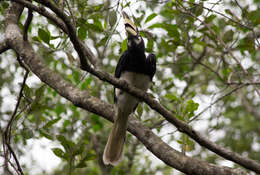 Image of Oriental Pied Hornbill