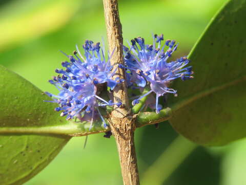 Image of Memecylon umbellatum Burm. fil.