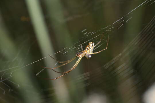 Image of Silver orb spider