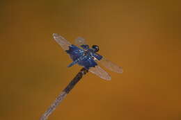 Слика од Rhyothemis triangularis Kirby 1889