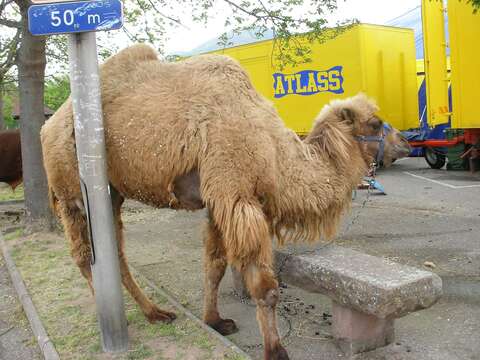 Image of Bactrian camel