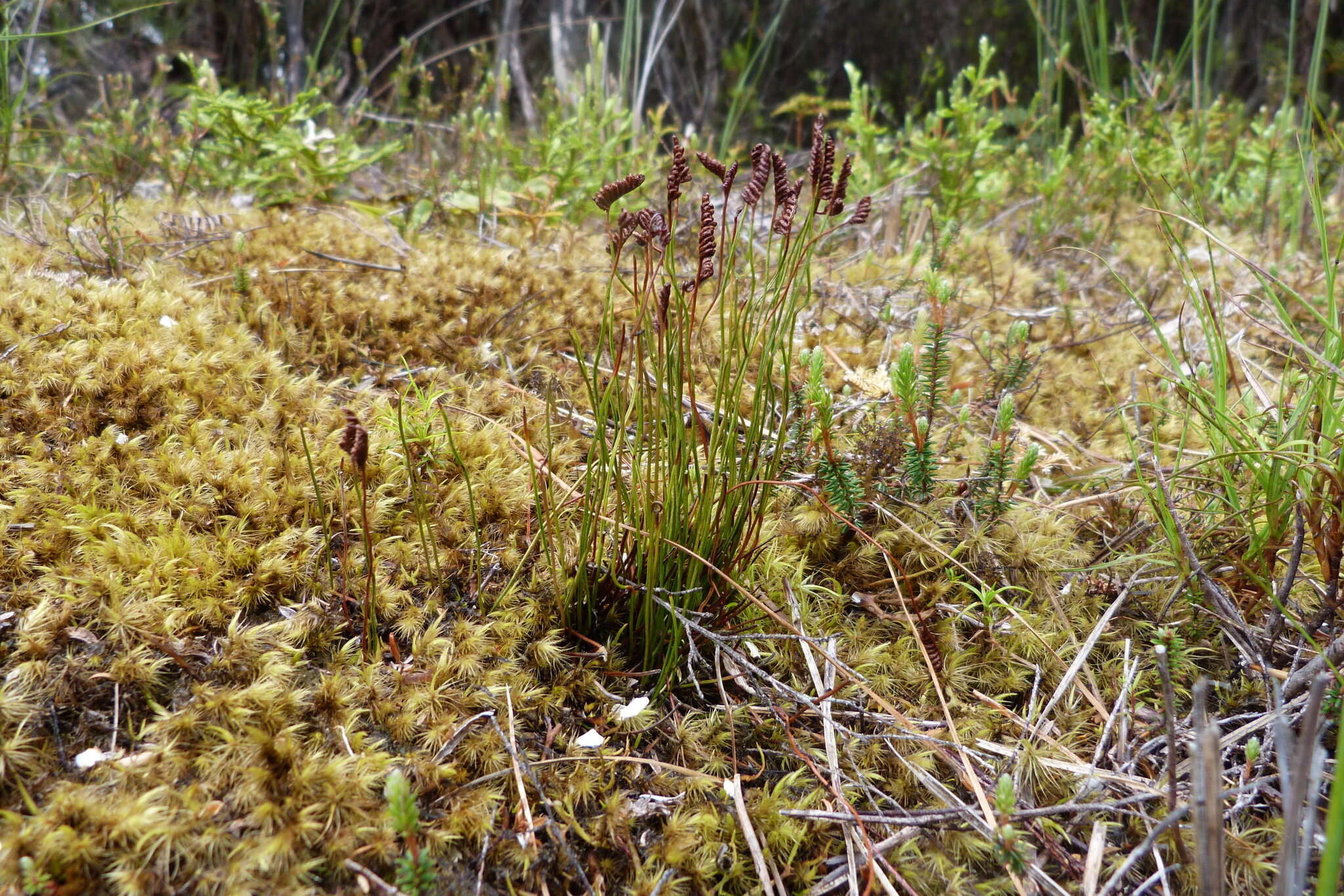 Image of curlygrass fern