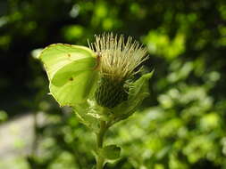 Image of Cabbage Thistle