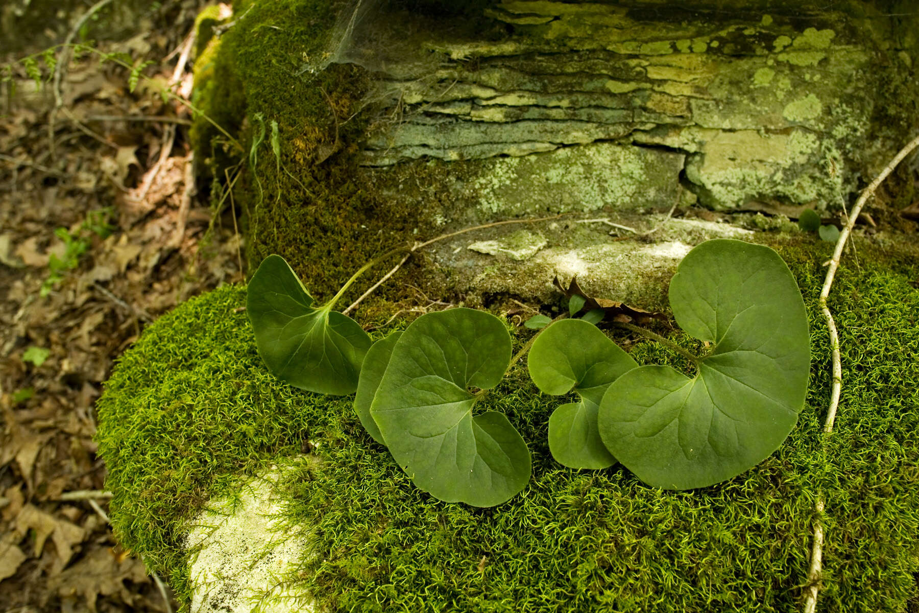 Image of Canadian wildginger