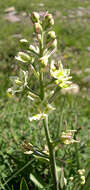 Image of alkali grass