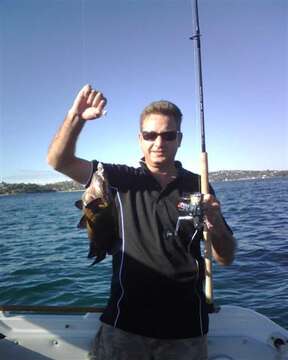 Image of Cockatoo fish