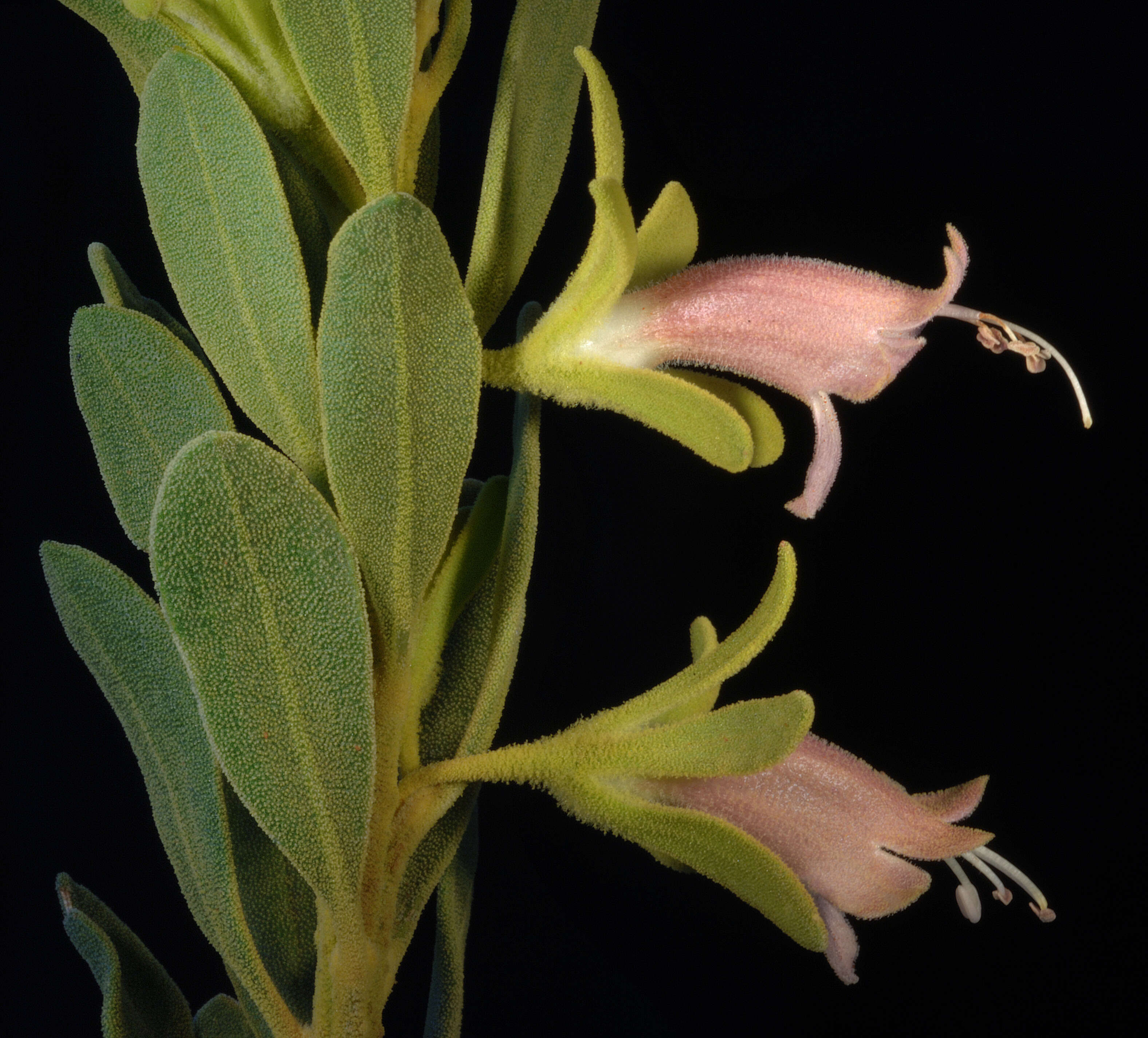 Imagem de Eremophila forrestii F. Muell.