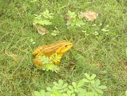 Image of Bull Frog