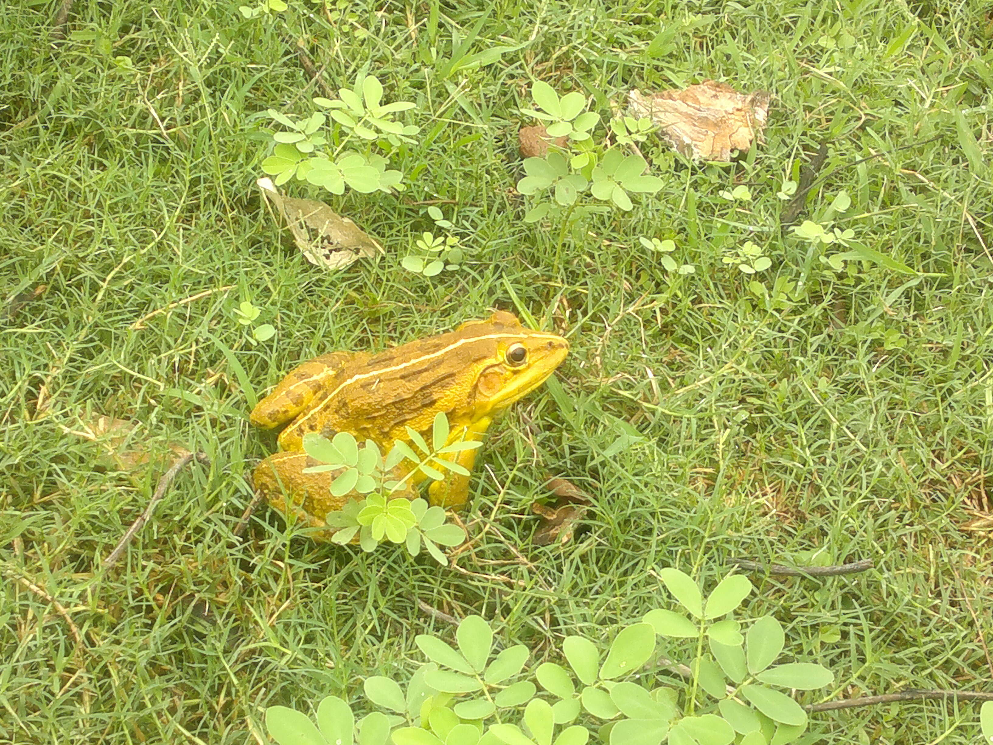 Image of Bull Frog