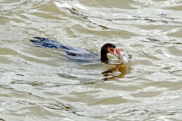 Image of Neotropic Cormorant