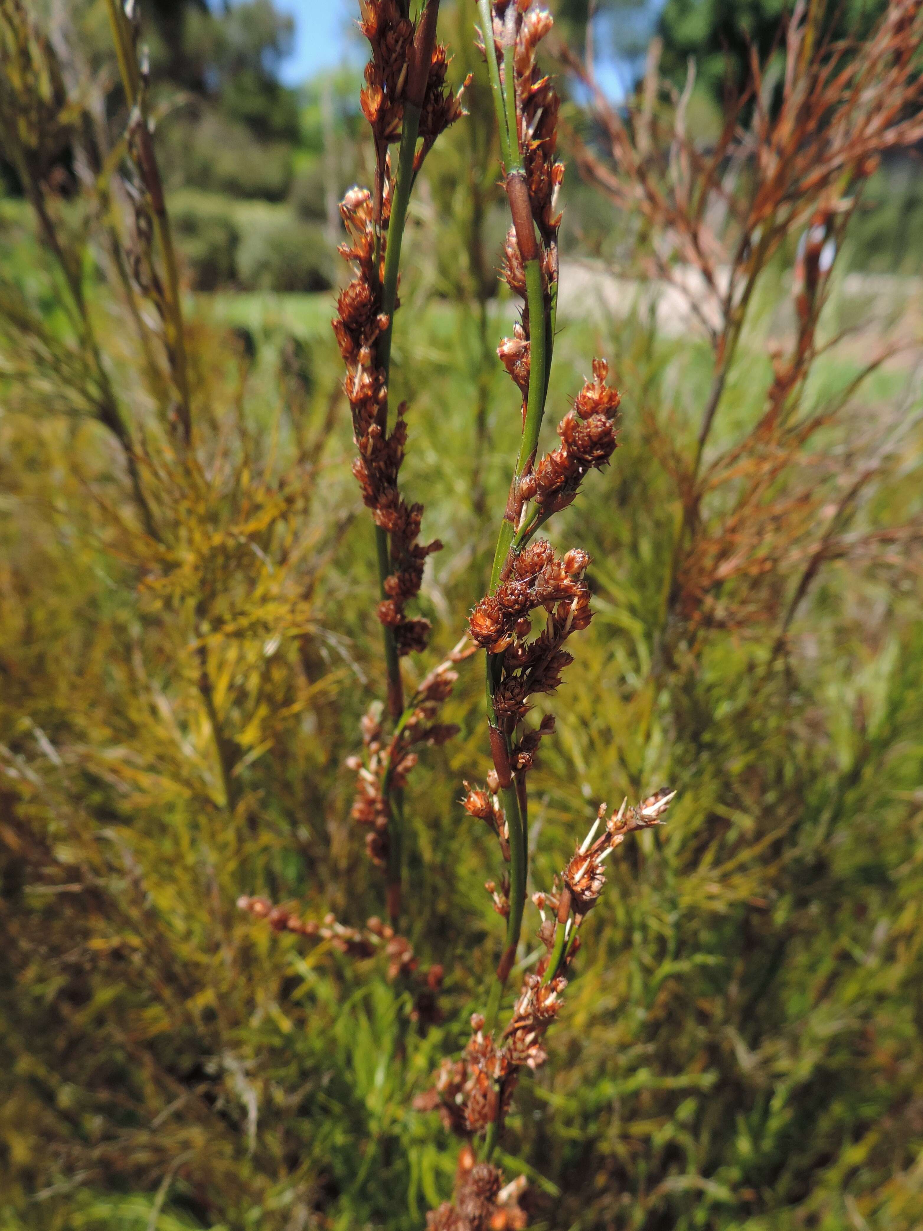 Image of Baloskion tetraphyllum (Labill.) B. G. Briggs & L. A. S. Johnson