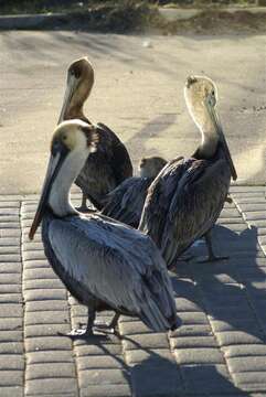 Image of Pelecanus occidentalis carolinensis Gmelin & JF 1789