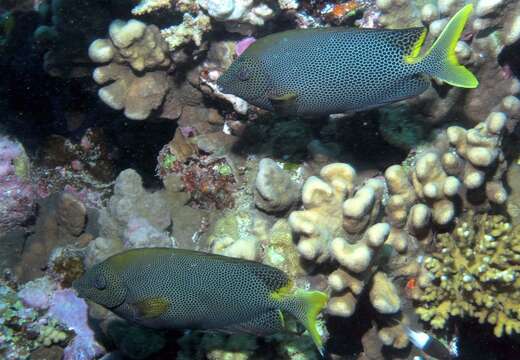 Image of Brown-spotted rabbitfish