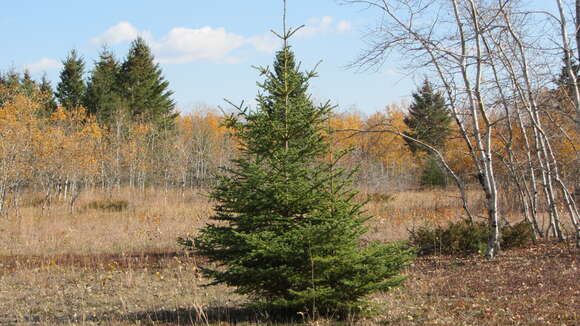 Image of Canadian Spruce