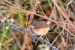 Image of Ashy Prinia