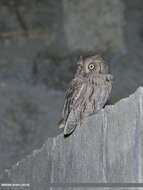 Image of Pallid Scops Owl