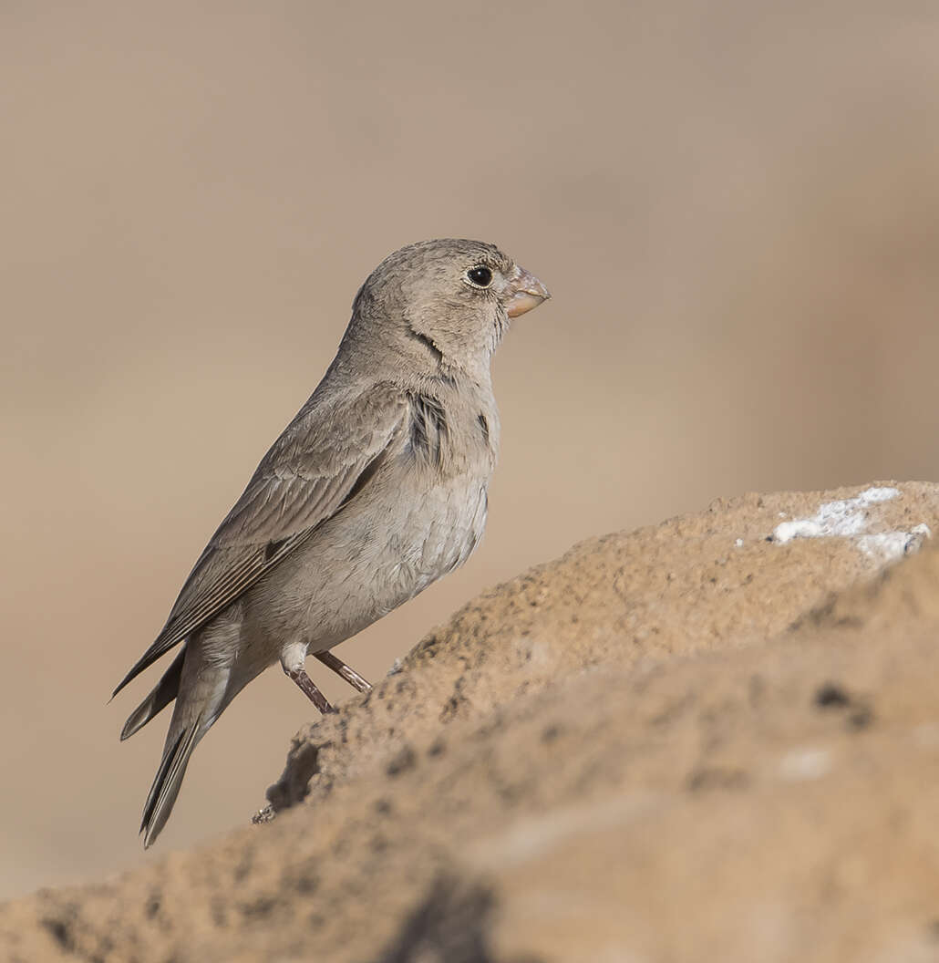 Image of Trumpeter Finch