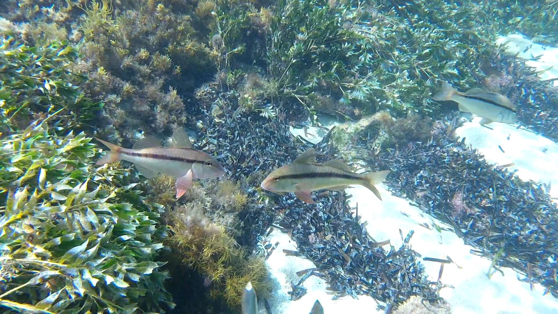 Image of Black-striped goatfish