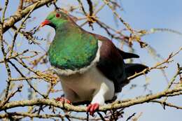 Image of Kererū