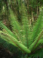 Image of alpine woodfern