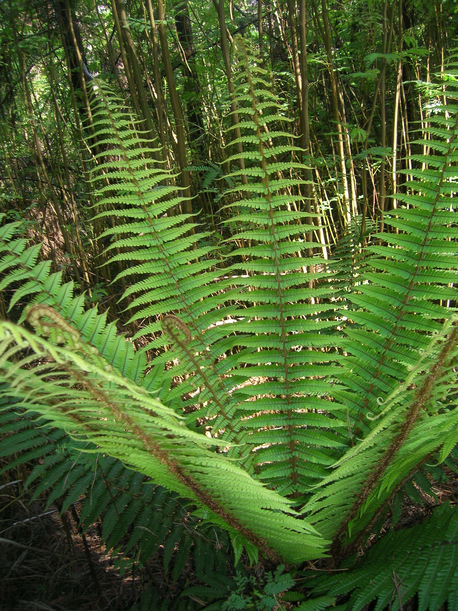 Sivun Dryopteris wallichiana (Spreng.) Hyl. kuva