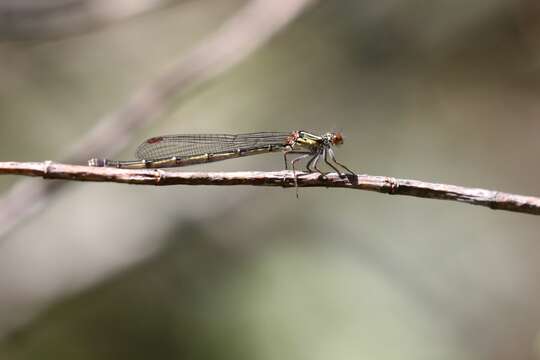 Image of Common Redcoat Damselfly