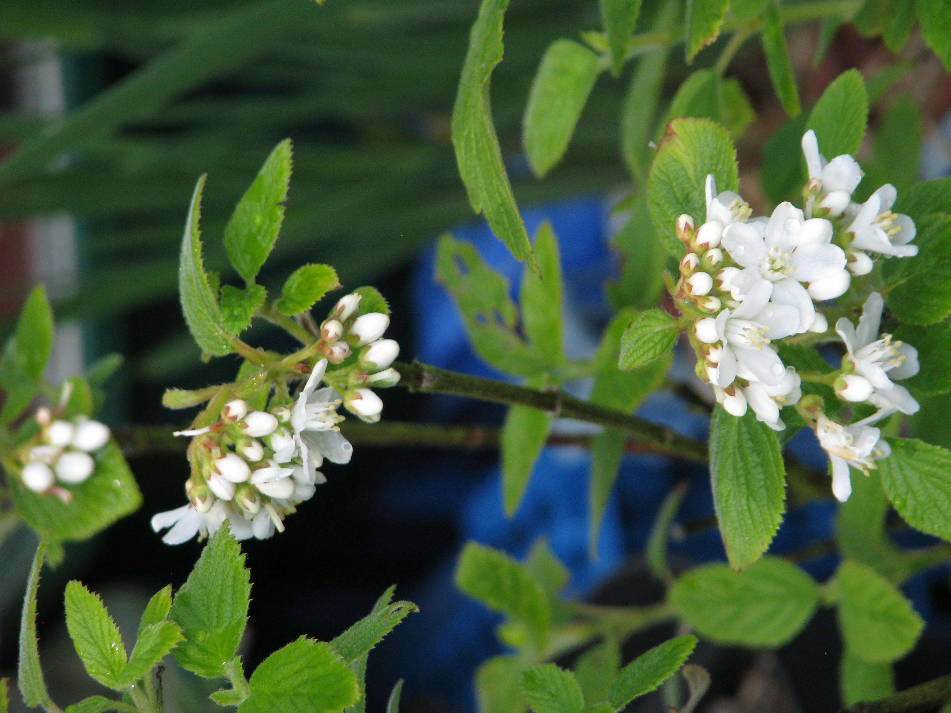 Image of fivepetal cliffbush