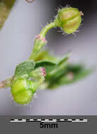 Image de Euphorbia prostrata Aiton