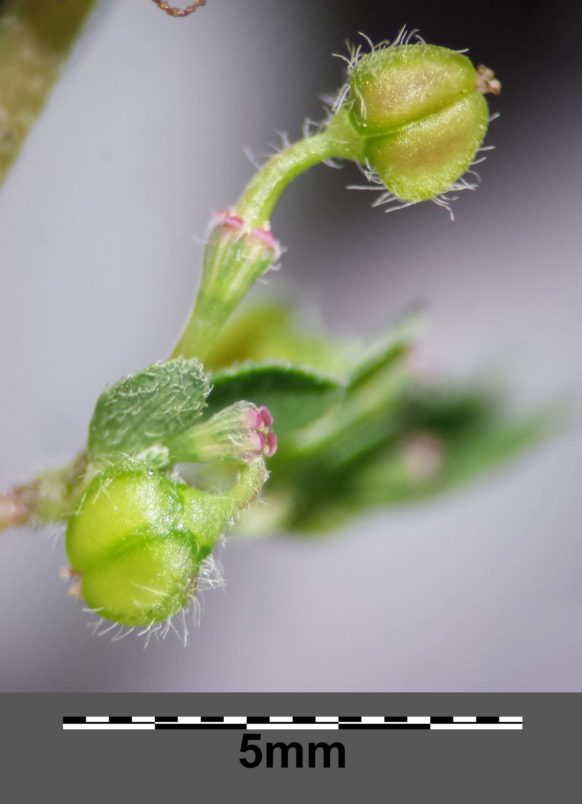 Image de Euphorbia prostrata Aiton