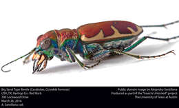 Image of Big Sand Tiger Beetle