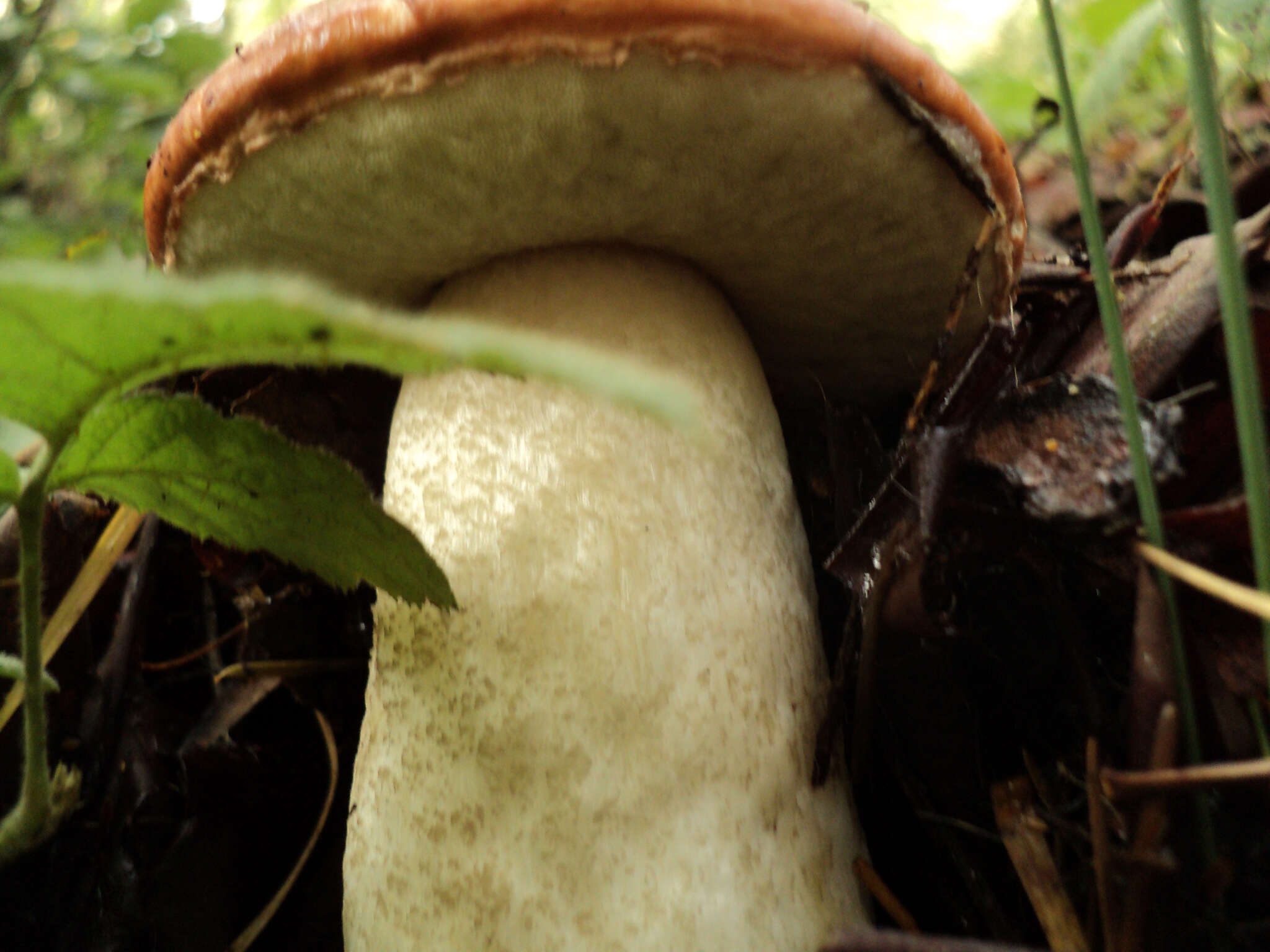 Image of Leccinum manzanitae Thiers 1971